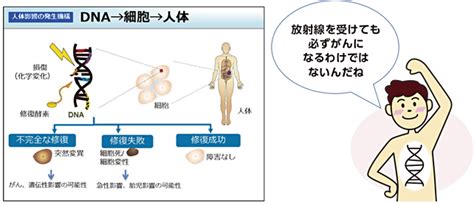 磁場 人間 影響|健康影響